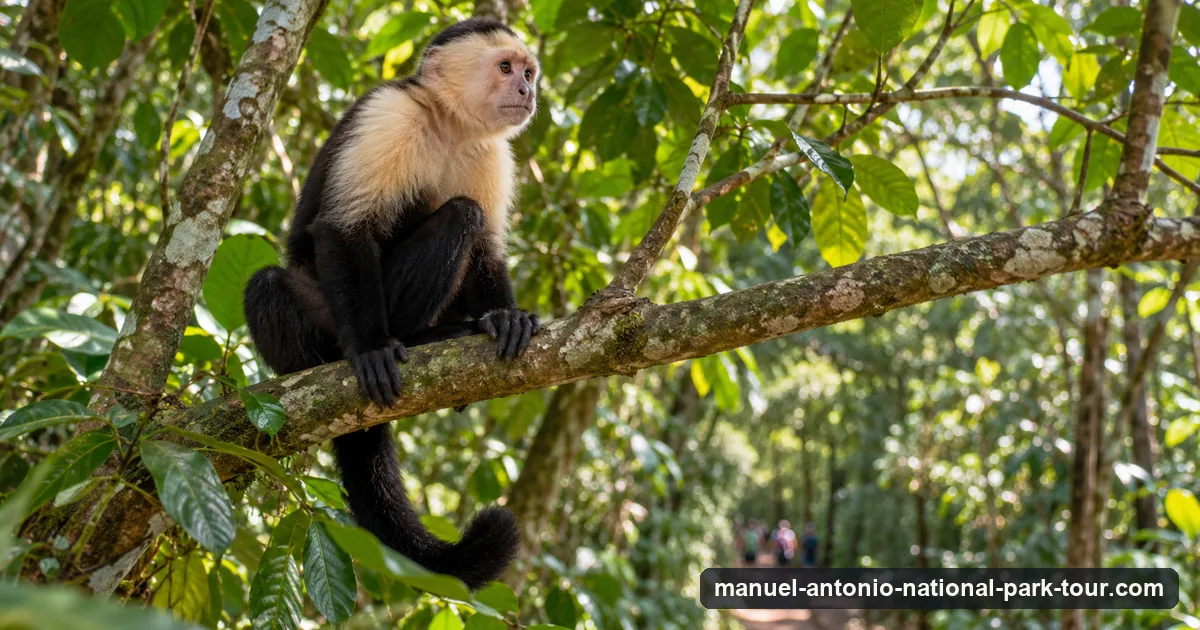 A white-faced capuchin monkey on a branch above a rainforest trail in Costa Rica