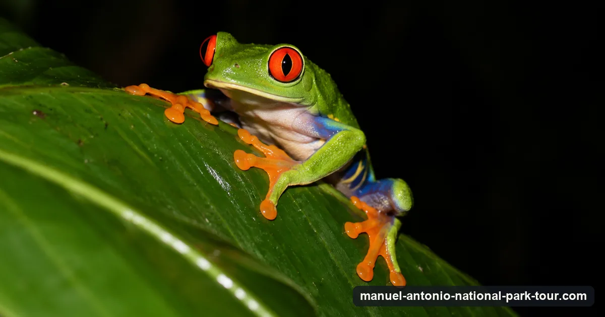 A red-eyed tree frog on a leaf at night in the Costa Rican rainforest